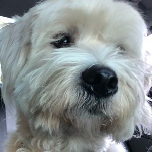 Meet your Posher, Florence